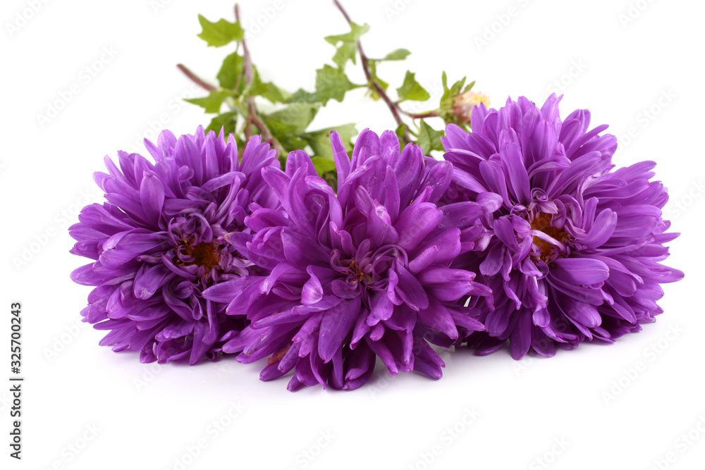 Violet asters isolated on white Violet asters isolated on white