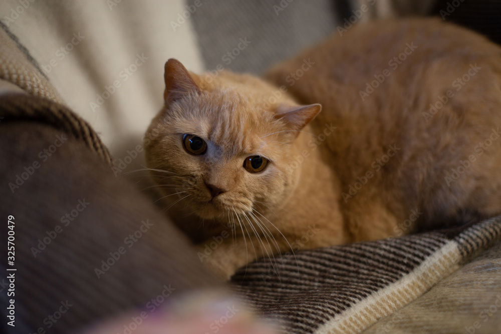 A big beautiful red cat lies on a beige armchair looking afraid. The cat is afraid.