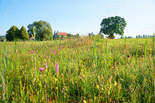 beautiful wetland with variety of wildflowers, nature reserve Schlehdorf, view to the cloister.