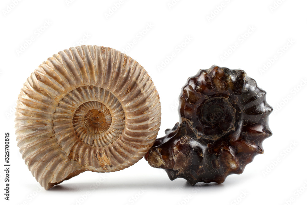 Ammonites isolated on white. Different ammonite varieties Ammonites isolated on white. Different ammonite varieties