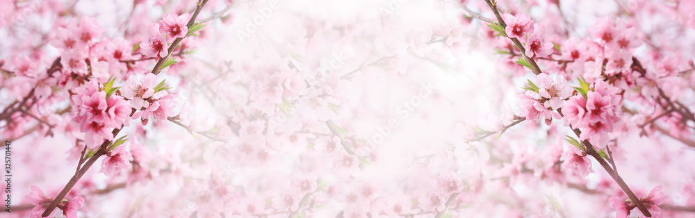 Spring background, banner, pink blossoms of tree Spring background, banner, pink blossoms of tree