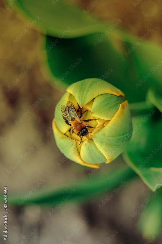 Obraz premium Yellow tulips bloomed in the spring. A bee collects pollen on a flower. Flowers in the garden for Women's Day or Mother's Day. Template for design.