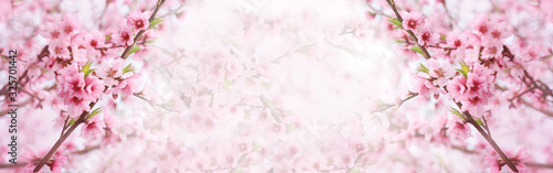 Spring background, banner, pink blossoms of tree