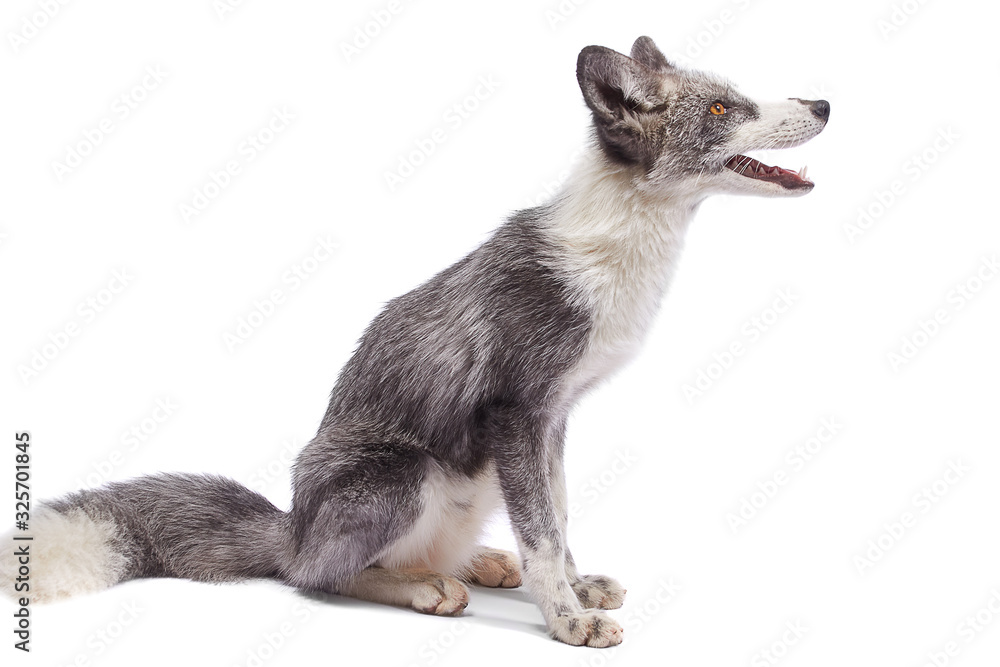 Fototapeta premium fox isolated on white background