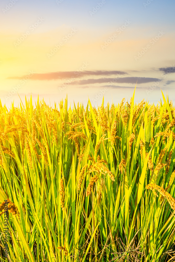 Obraz premium Ripe rice in farmland at dusk in autumn