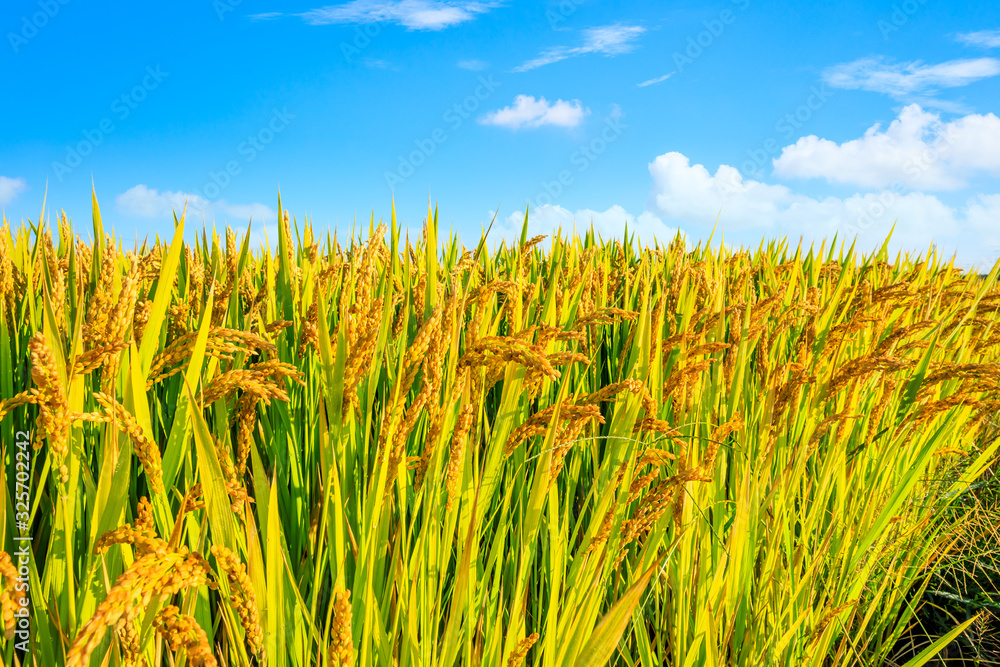 Obraz premium Rice growing in the field in autumn