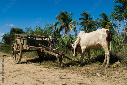 Zébu au repos près d'une charrette. Toliara, Madagascar photo