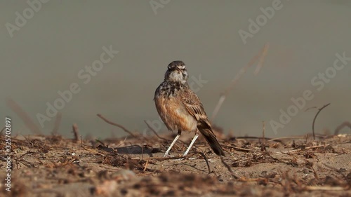 The greater hoopoe-lark or bifasciated lark - Alaemon alaudipes is a passerine bird, breeding resident of arid, desert and semi-desert regions from the Cape Verde Islands, northern Africa photo