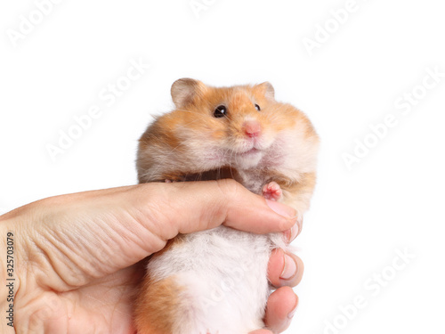 Syrian hamster with large cheeks, a rodent in his hand. Photo on a white background.