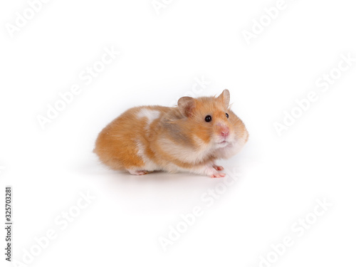 Cute Syrian hamster red color. Studio photography on a white background.