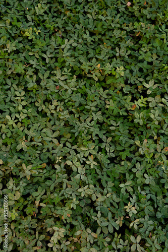 Hierba verde con pequeñas hojas de diferentes tonos. La naturaleza regresa después del encierro