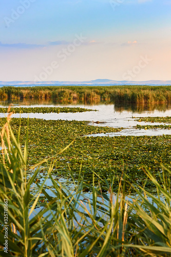 Reed plants and water lily leaves at the lake. Large flat leaves of water lilies are on the surface of the lake water
