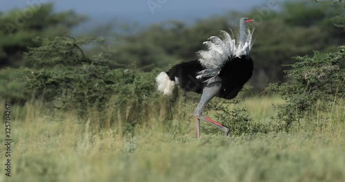somali ostrich running in the savannah photo