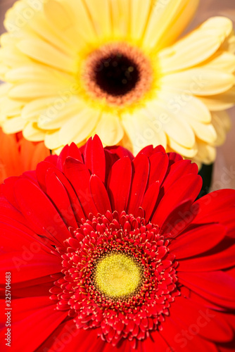 red and yellow gerbera flowers close-up