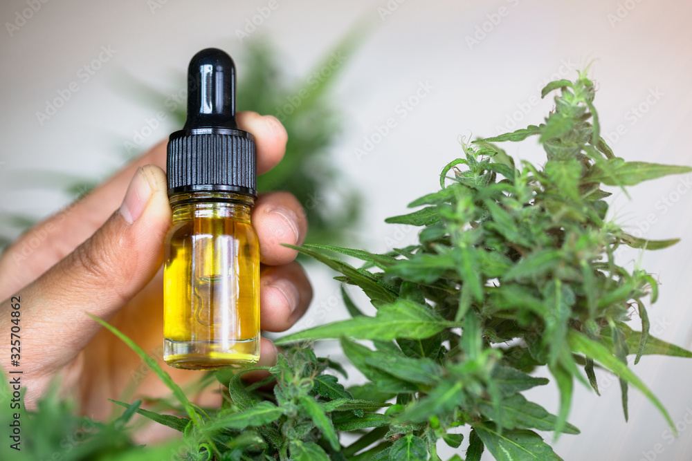 Fototapeta premium Hand holding bottle of Cannabis oil in pipette, CBD cannabis OIL, hemp product, natural herb, medical marijuana concept.