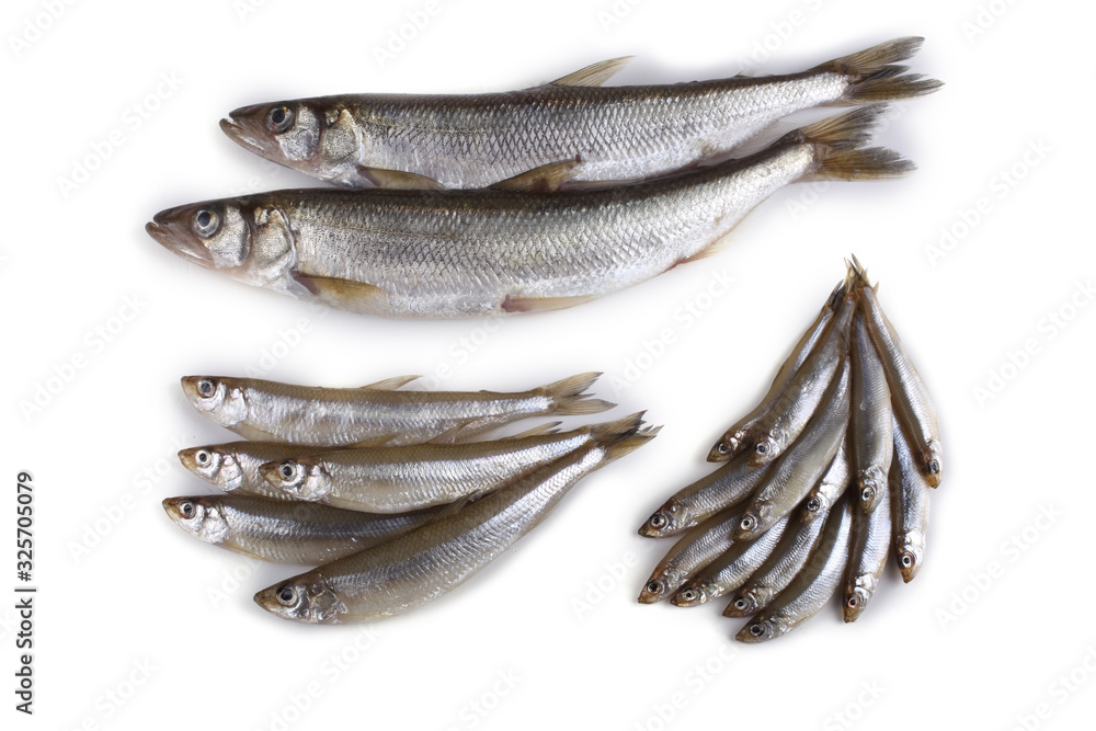 Smelt fishes. Big, middle and little Pacific smelt varieties Smelt fishes. Big, middle and little Pacific smelt varieties