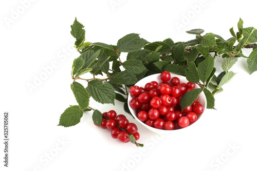 Nanking cherry and branch