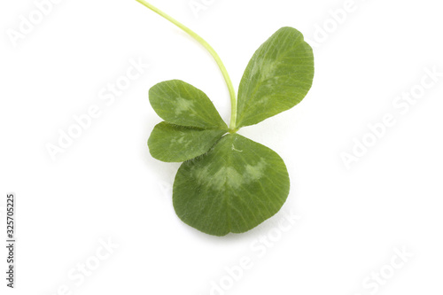 Four-leaf clover leaf isolated on white.  Lucky clover 