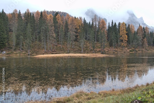 trees in the woods in autumn