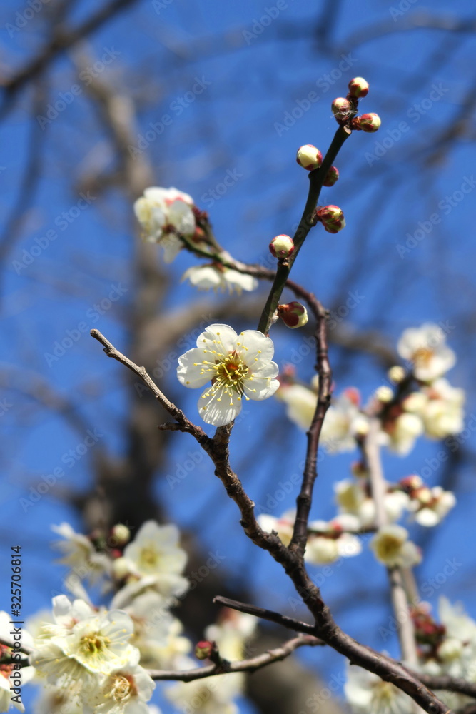 咲き始めた白梅と青空 咲き始めた白梅と青空