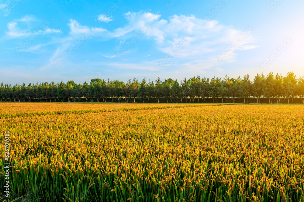 Field of ripe rice at dusk Field of ripe rice at dusk