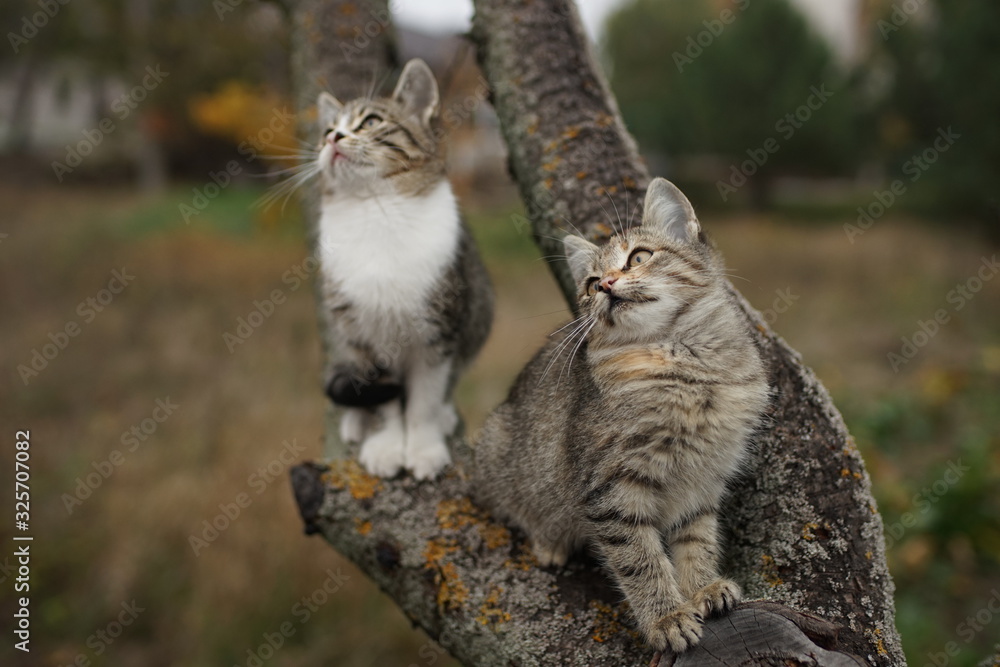 Two lovely tabby kittens sitting on a tree branch. Cute young cats walk in nature. Two lovely tabby kittens sitting on a tree branch. Cute young cats walk in nature.