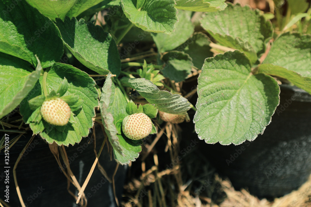 Fresh organic strawberries on the farm Fresh organic strawberries on the farm