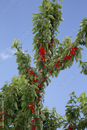 juicy vitamin bombs, cherry is a species of plant in the genus Prunus