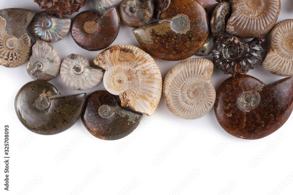 Ammonites isolated on white. Different ammonite varieties Ammonites isolated on white. Different ammonite varieties