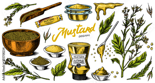 Mustard seeds set. Spicy condiment, seasoning bottle, packaging and leaves, wooden spoons, plant, sauce in gravy boat, whole and ground grains. Vintage background poster. Engraved hand drawn sketch
