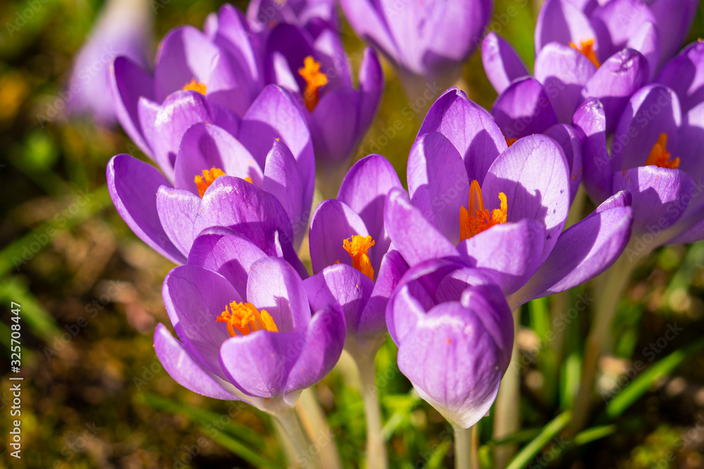 Fototapeta premium crocus