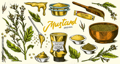 Mustard seeds set. Spicy condiment, seasoning bottle, packaging and leaves, wooden spoons, plant, sauce in gravy boat, whole and ground grains. Vintage background poster. Engraved hand drawn sketch