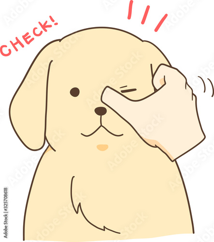 ゴールデンレトリバーの子犬（目をチェック）