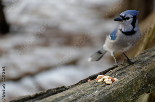 Blue Jay sits on a cedar rail fence eyeing a pile of peanuts