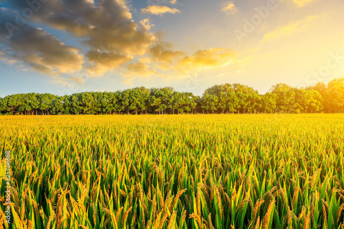 Field of ripe rice at dusk