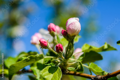 Blossoming branches of the apple tree on spring