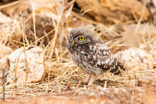 Little owl, Athene noctua, young perched on the ground looking for food.