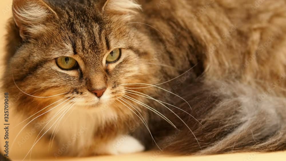 cute red Siberian cat on studio yellow background, domestic thoroughbred pet cute red Siberian cat on studio yellow background, domestic thoroughbred pet