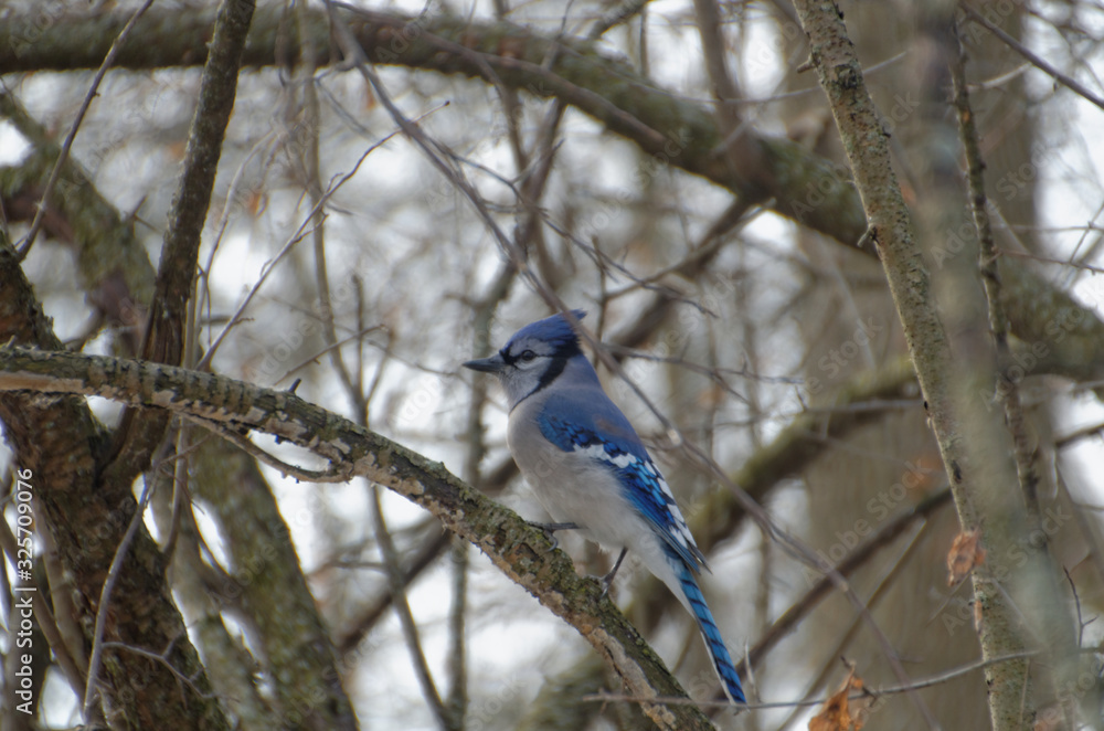 Blue Jay perched in a tree in winter Blue Jay perched in a tree in winter