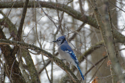 Blue Jay perched in a tree in winter