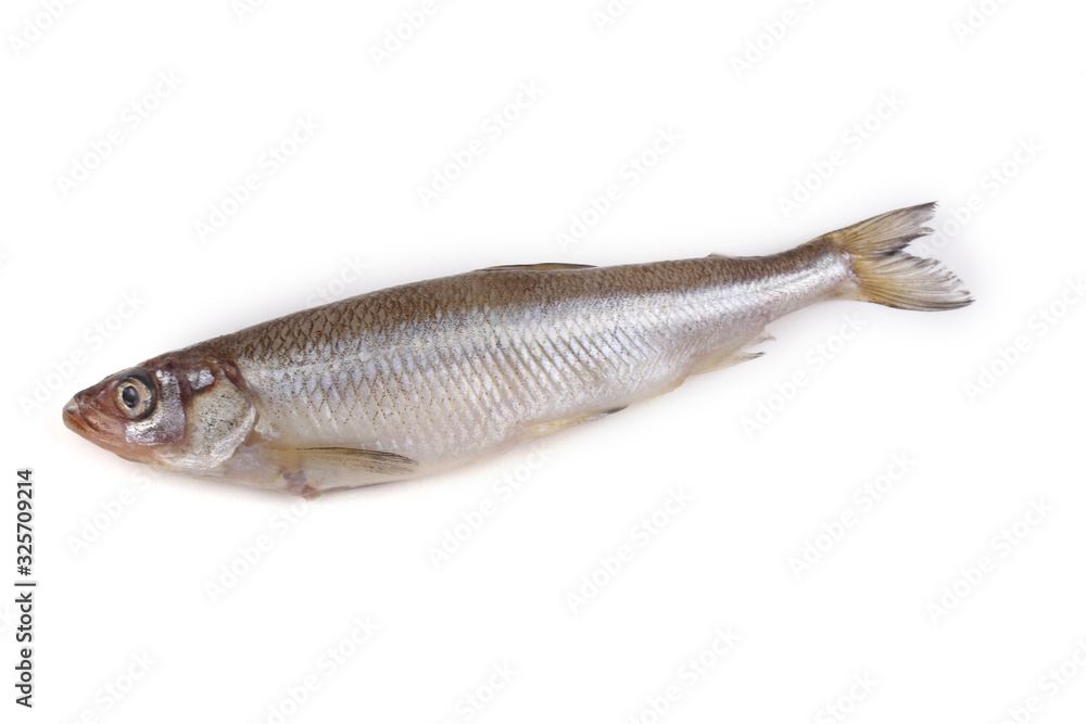 Smelt fish isolated on white. Pacific smelt variety Smelt fish isolated on white. Pacific smelt variety