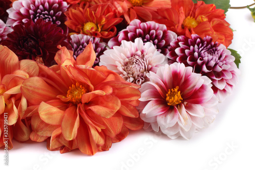 Dahlia flowers isolated on white