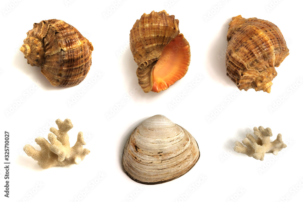 A set of seashells and corals isolated on a white background. A set of seashells and corals isolated on a white background.