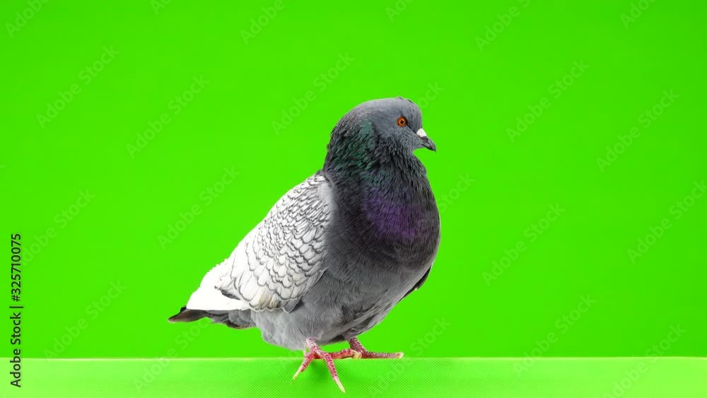 polish lynx dove isolated on green screen polish lynx dove isolated on green screen