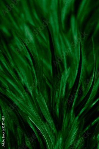 Beautiful abstract colorful black and green feathers on white background and soft yellow feather texture on dark pattern and blue background, colorful feather, green banners