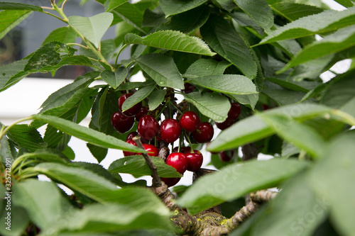 juicy vitamin bombs, cherry is a species of plant in the genus Prunus