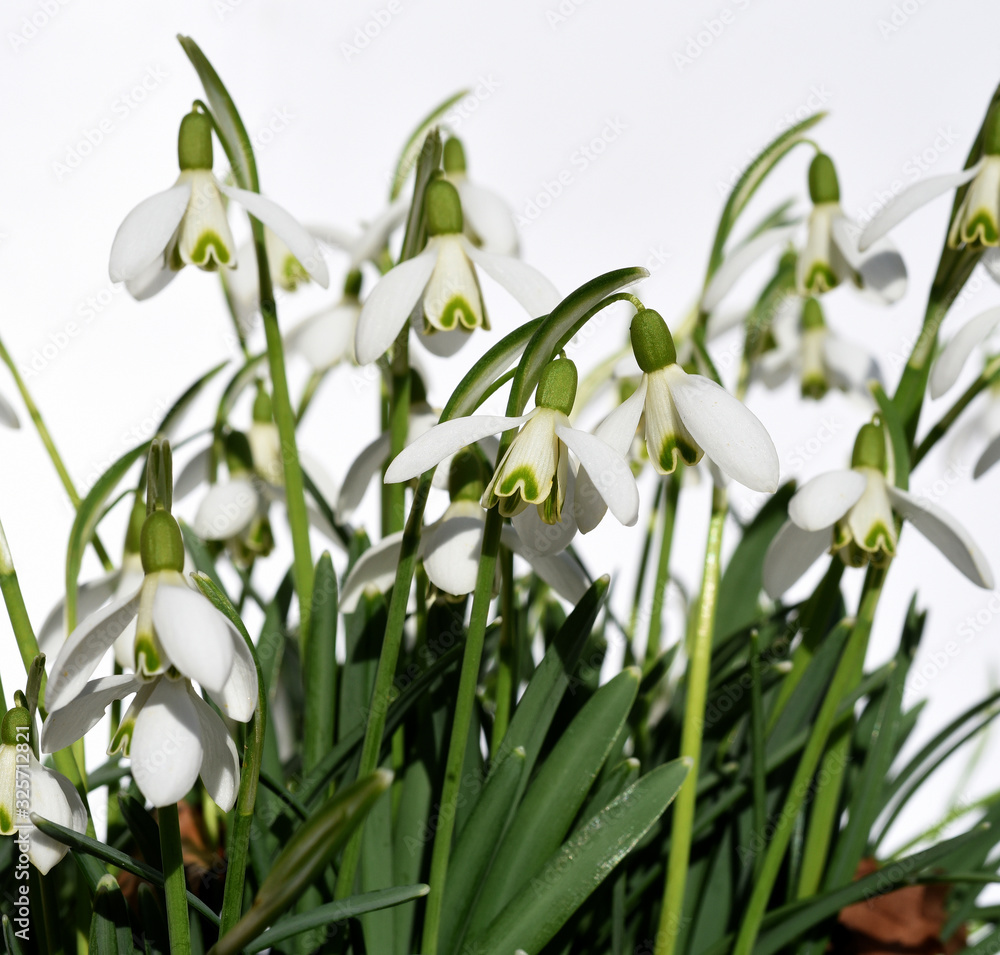 Schneegloeckchen, Galanthus nivalis Schneegloeckchen, Galanthus nivalis