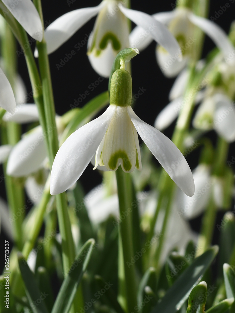 Schneegloeckchen, Galanthus nivalis Schneegloeckchen, Galanthus nivalis