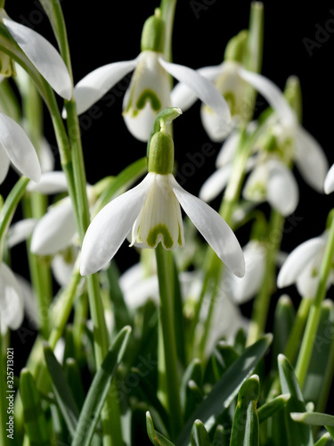 Schneegloeckchen, Galanthus nivalis photo