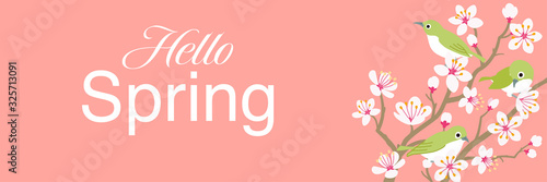Three little birds perching on Cherry blossom twigs, banner ratio - included words "Hello spring" © sayuri_k